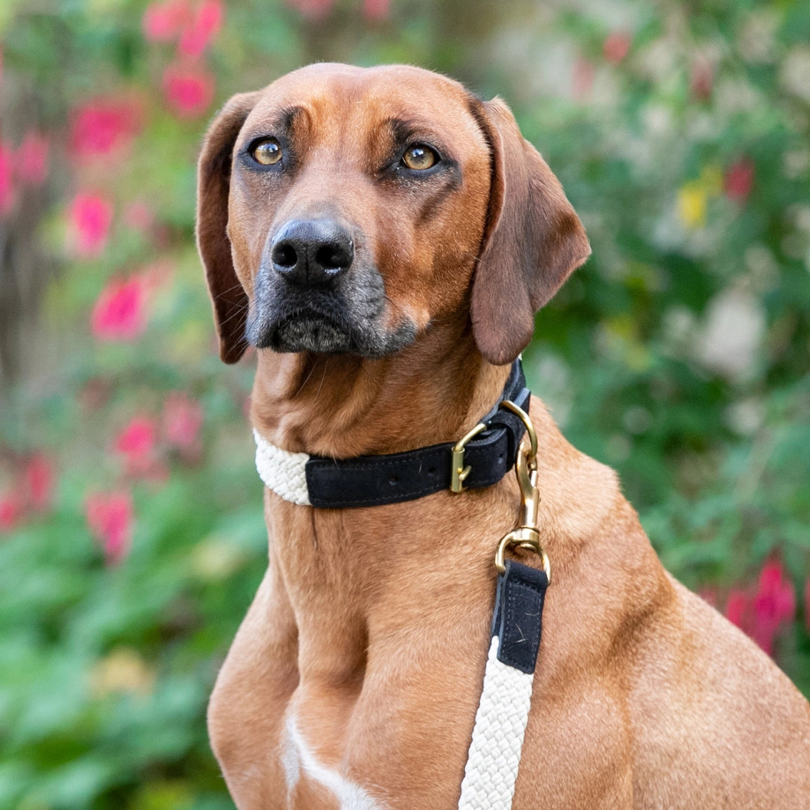 Flat Rope and Black Leather Dog Collar