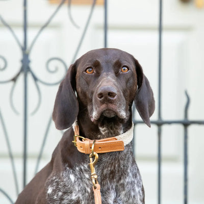 Flat Rope and Tan Leather Dog Collar