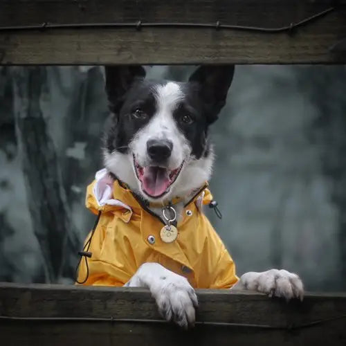 Waterproof Yellow Raincoat