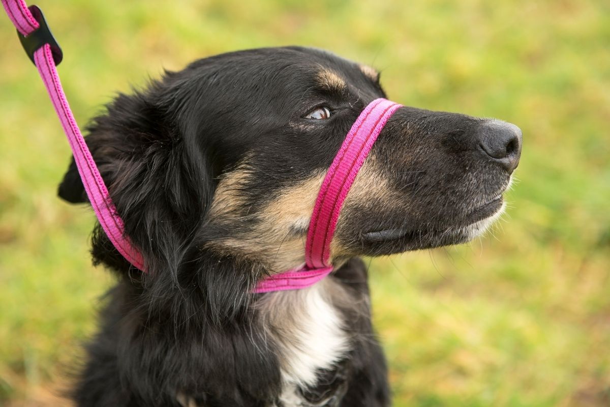 Gencon Stop Pulling All-In-One Headcollar and Lead Black