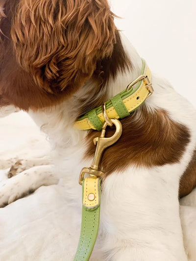 Two Tone Leather Collar In Light Green and Yellow