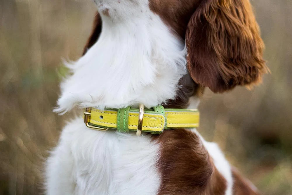 Two Tone Leather Collar In Light Green and Yellow